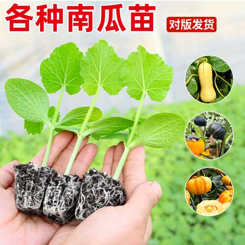 特大蜜本奶油贝南瓜苗秧板