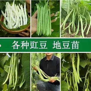 无架四季豆苗豆角苗秧苗紫扁豆苗豇豆苗眉豆梅豆种籽孑缸豆种子蛇
