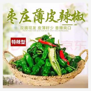 香辣小皱皮辣椒苗秧苗四季山东枣庄薄皮辣椒苗溥邹剥皮本地老品种