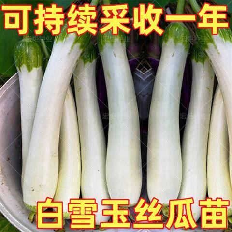 白雪玉白丝瓜苗秧带土秧苗四季高产老品种本地种子早熟广东特大号
