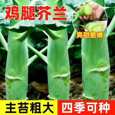 四季鸡腿芥兰种子蓝介籽孑