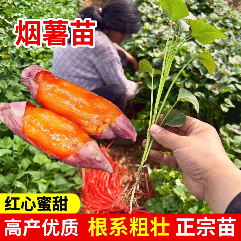 烟薯红苗农科院糖心蜜山芋图片