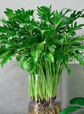 春雨绿植盆栽花卉植物室内易养活龟背竹无土纯羽水培植物室内好养