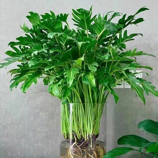 春雨绿植盆栽花卉植物室内易养活龟背竹无土纯羽水培植物室内好养