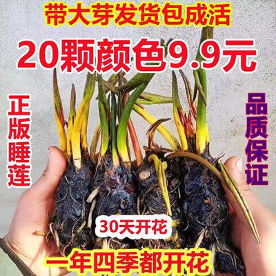 池塘睡莲花鱼缸睡莲根块带花苞四季盆栽水培植物庭院大小睡莲花苗
