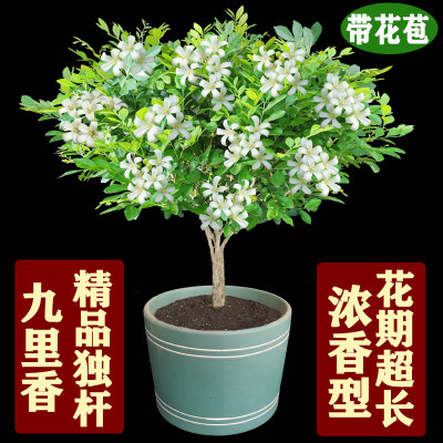 九里香花盆栽四季树苗老桩七里香苗易养开花浓香室内阳台庭院植物