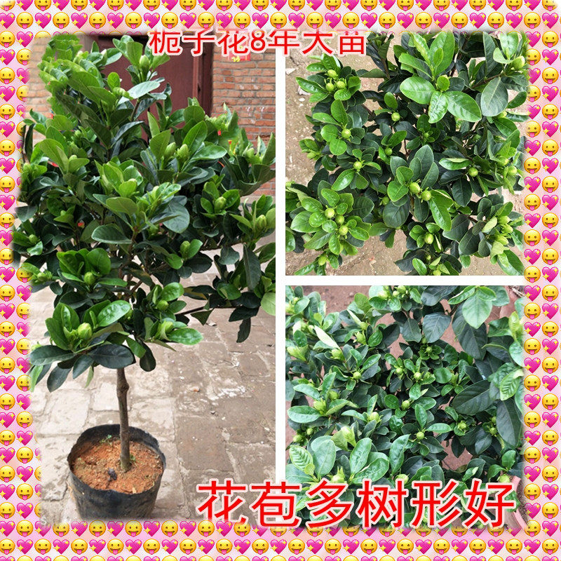 独杆栀子花苗大叶牡丹栀子花盆栽大树苗持久四季开花带花苞栀子花