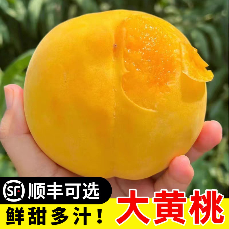 正宗黄金蜜黄桃新鲜水果毛桃子当季现摘整箱黄肉蜜桃大果孕妇包邮