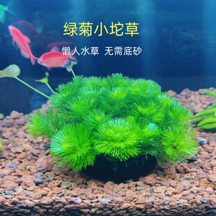 绿菊水草坨草鱼缸造景绿植新手懒人增氧净水活体淡水阴性植物真草