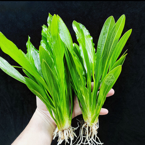 迷你九冠水草植物皇冠草古法缸鱼缸造景绿九冠阴性新手真草好养活