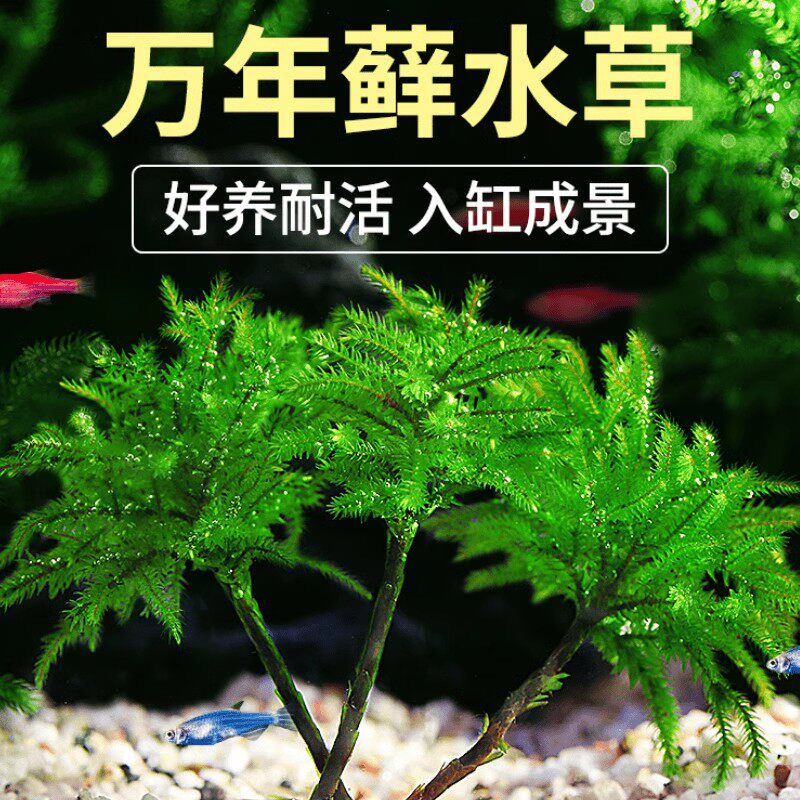 万年藓鱼缸新手懒人造景植物雨林缸溪流缸水培生态瓶苔藓真草