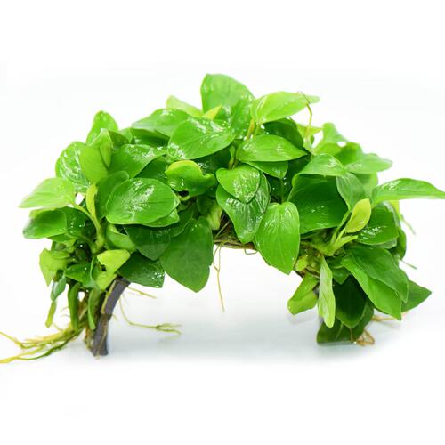 鱼缸造景水榕拱桥自动沉底水草