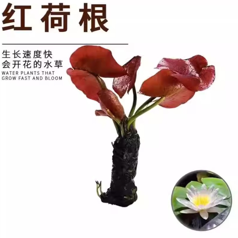 红荷根鱼缸红色水草造景植物