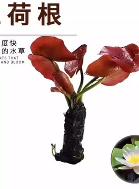 红荷根鱼缸红色水草造景植物中后景淡水阴性水草好养易红睡莲碗莲