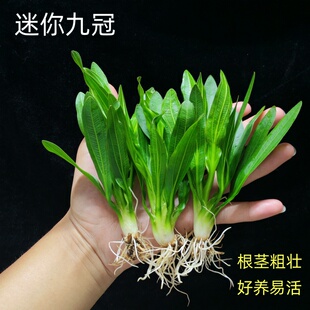 迷你绿九冠水草鱼缸造景净化水质阴性新手好养古法溪流缸活体植物