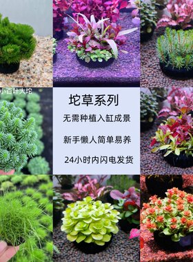 鱼缸懒人坨草鱼缸造景坨草