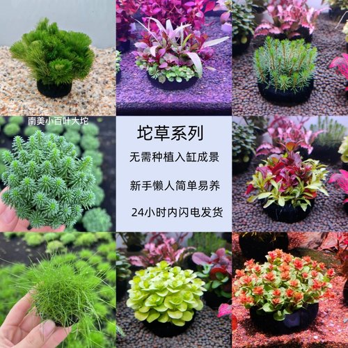 鱼缸懒人坨草鱼缸造景坨草