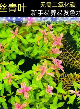 红丝青叶水草鱼缸造景新手懒人入门阴性易养易发色红色后景水下叶