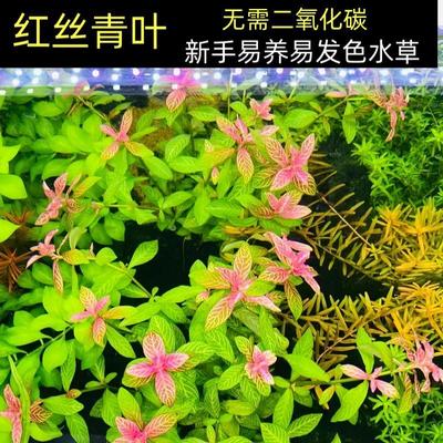 红丝青叶水草鱼缸造景新手懒人入门阴性易养易发色红色后景水下叶