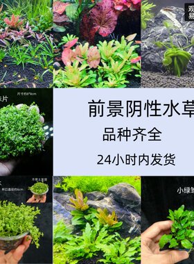 鱼缸前景阴性淡水新手懒人真水草