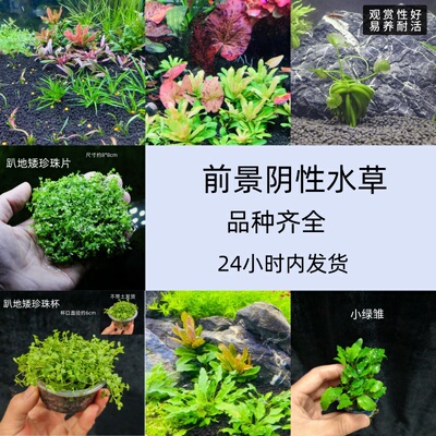 鱼缸前景阴性淡水新手懒人真水草