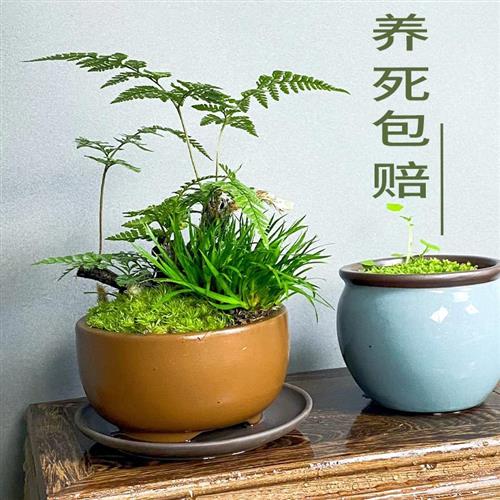 狼尾蕨老桩老根盆栽水培盆景室内桌面盆栽蕨类植物盆栽土培绿植