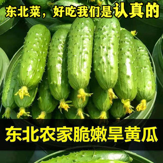 东北小旱黄瓜新鲜蔬菜水果黄瓜现摘小青瓜农家当季生吃蘸酱