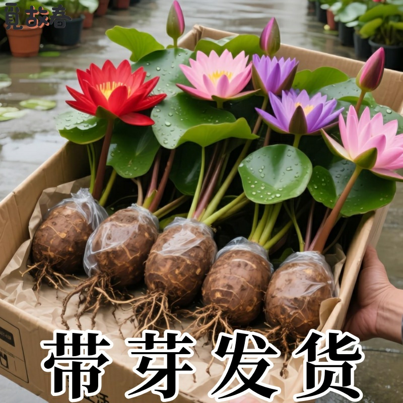 睡莲根块水培花卉池塘小河水缸夏季开花室外盆栽易种水养花卉植物