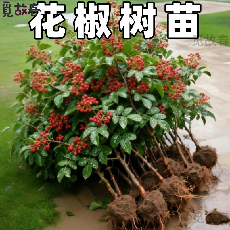 花椒苗树大红袍带土小苗种盆栽老桩四川九叶青花椒树大苗当年结果图片