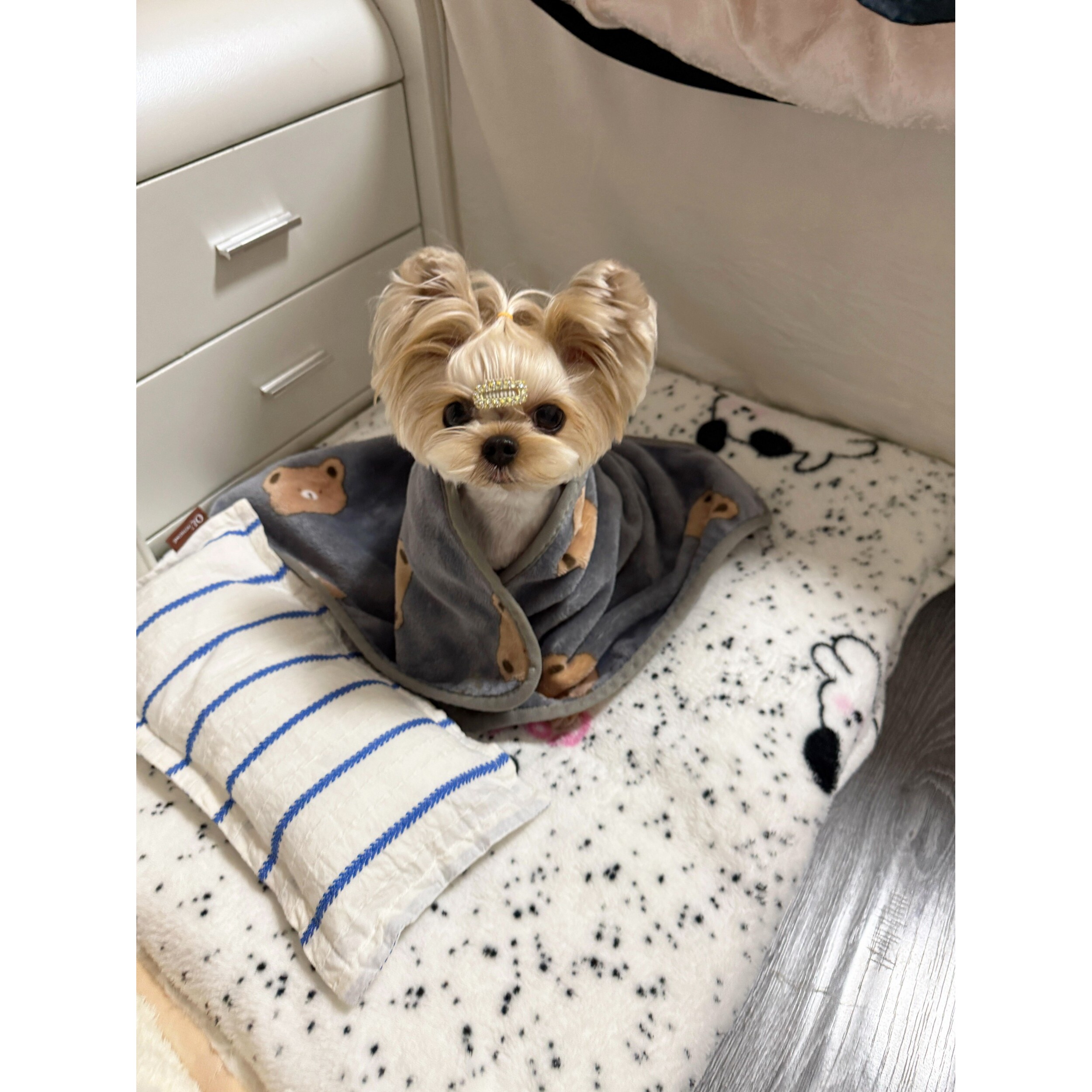 宠物毯子狗狗睡觉小被子猫咪盖毯珊瑚绒小熊毛毯四季通用柔软舒适