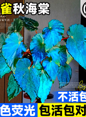 极速孔雀秋海棠盆栽滇缅星空室内绿植办公室阳台蓝V植物小盆栽四