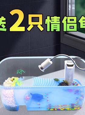新品小学生适合养的宠物小孩小宠物可以好养儿Q童迷你小乌龟活动