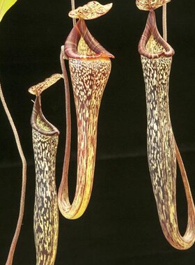 极速佛氏c猪笼草食虫植物低地高地品种非常可爱漂亮的笼子