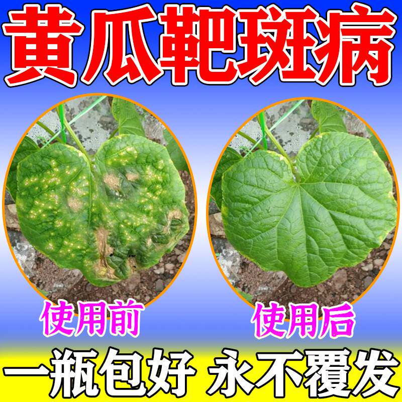 速发黄瓜b病全治黄瓜白粉病叶斑病霜霉病角斑病疫病靶斑病枯萎病