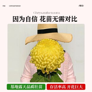 极速菊花盆栽带花苞金丝皇菊千y头菊大花苗室内花卉绿植物球菊四