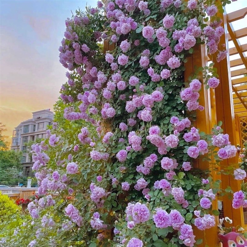 极速藤本月季蓝色阴雨阳台庭院小型爬藤蔷薇N花苗多头四季开花垂