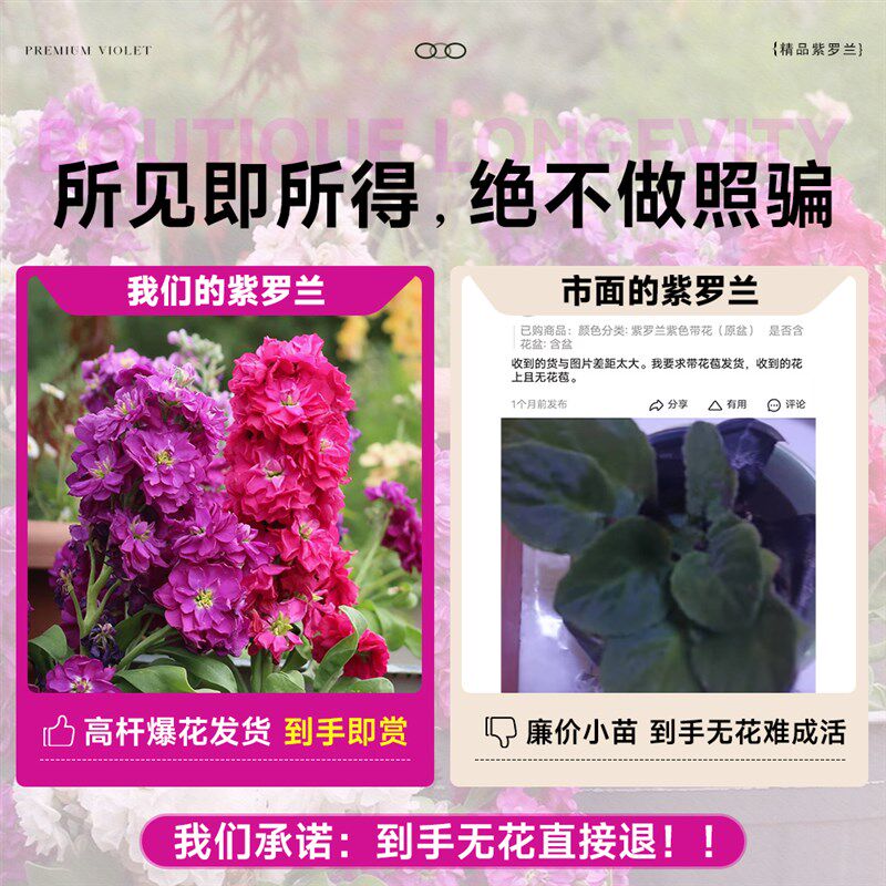极速紫罗兰盆栽带花角堇花苗x耐寒花卉绿植耐冻室内外阳台庭院好