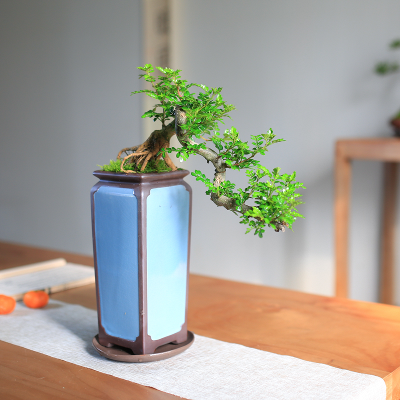 极速清香a胡椒木盆栽防驱蚊草老桩植物好养室内花卉绿植九里香造