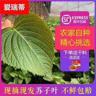 新鲜苏子叶东北韩国紫苏叶烤肉烧烤叶子食用日式粘豆包蔬菜送蘸料