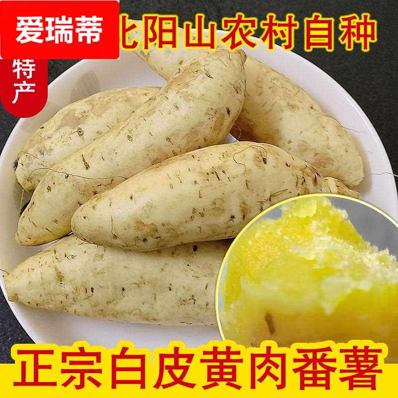 新鲜白皮黄心番薯蜜薯清远阳山特产粤北山区农家自产软糯香甜红薯