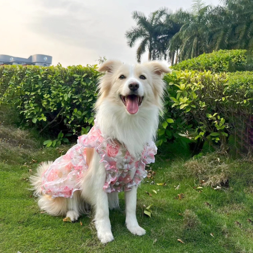 宠物猫咪可爱衣服春夏新款可爱中大型犬服装宠物服装碎花公主裙