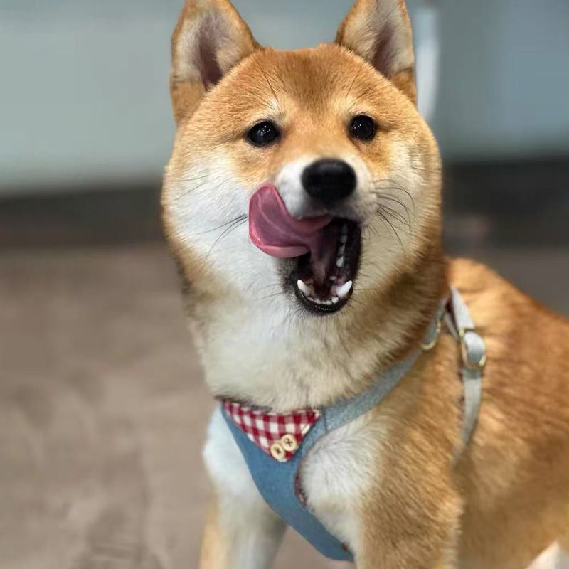 狗狗牵引绳背心式遛狗绳狗绳子调节小型犬胸背带泰迪可爱宠物用品