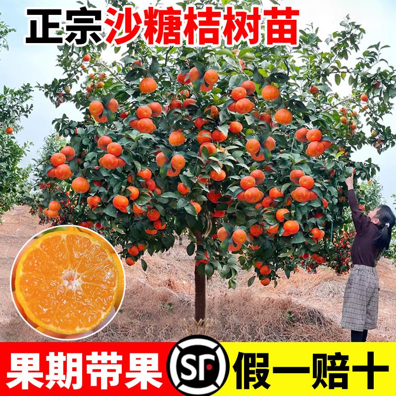 正宗广西砂糖橘树苗沙桔子图片