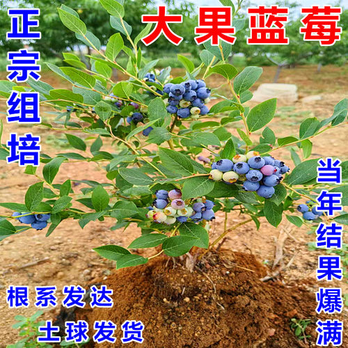 正宗组培大果蓝莓树苗盆栽
