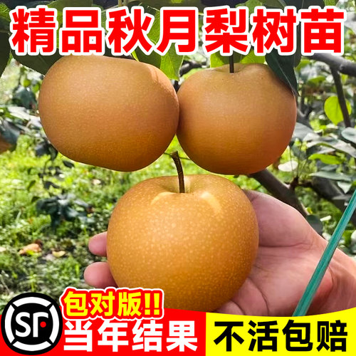 秋月梨树果苗嫁接沙庭院地栽