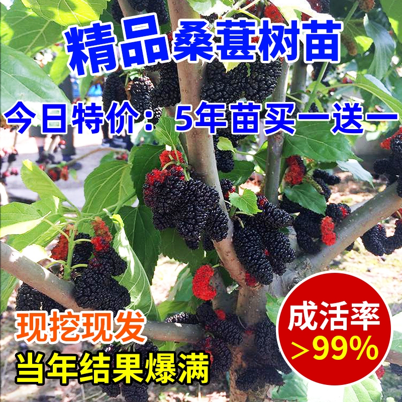 桑葚树苗无籽十大嫁接四季盆栽大叶桑树苗南北方种植地栽当年结果