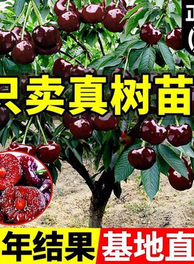 车厘子树苗樱桃树苗种植南方北方