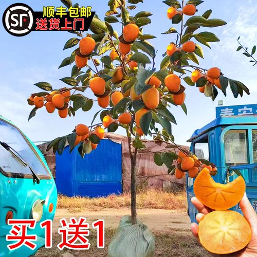 柿子树果苗盆栽地特大庭院
