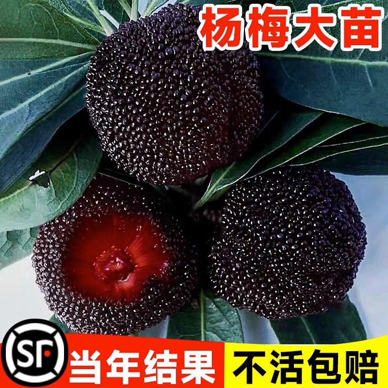 杨梅苗树苗正宗嫁接东魁杨黑炭梅苗盆栽南方地栽特大果苗当年结果
