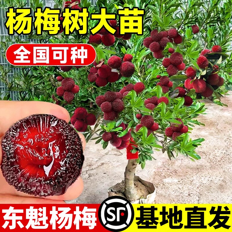 东魁梅树树苗特大嫁接南北方种植杨梅苗树盆栽地栽大树苗当年结果